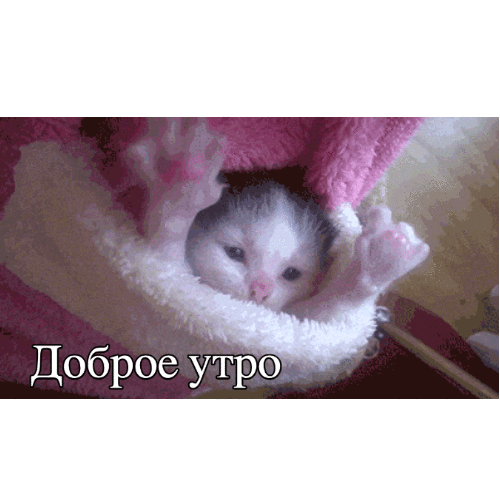 С добрым утром gif прикольные