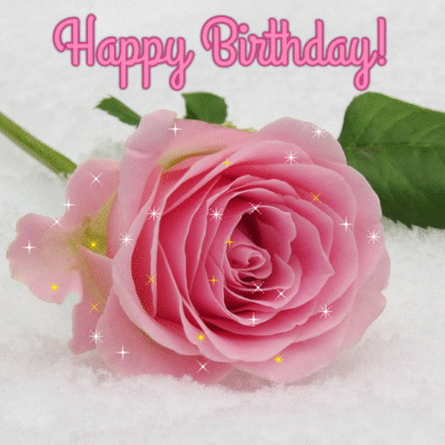 Beautiful pink rose — Happy Birthday
