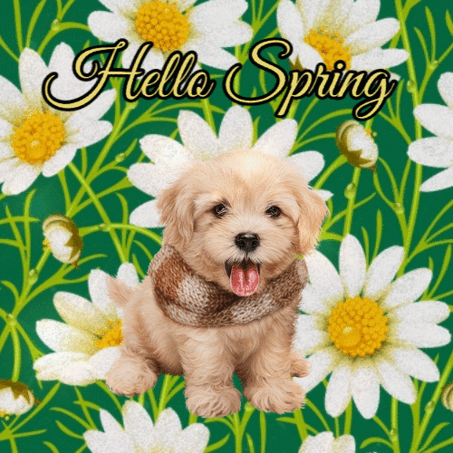 Hello Spring animated gif with a little dog